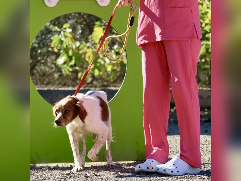 Breton, menschenbezogen, klug, verträglich