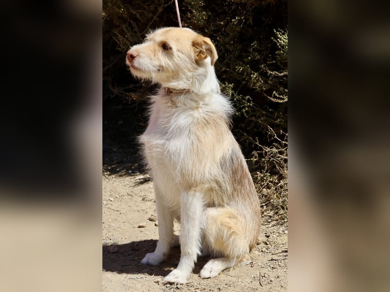 Julio, neugierig, verspielt, gelehrig