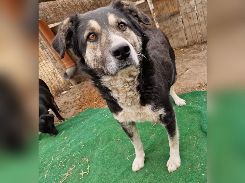 Ronnie - freundlich und verschmust