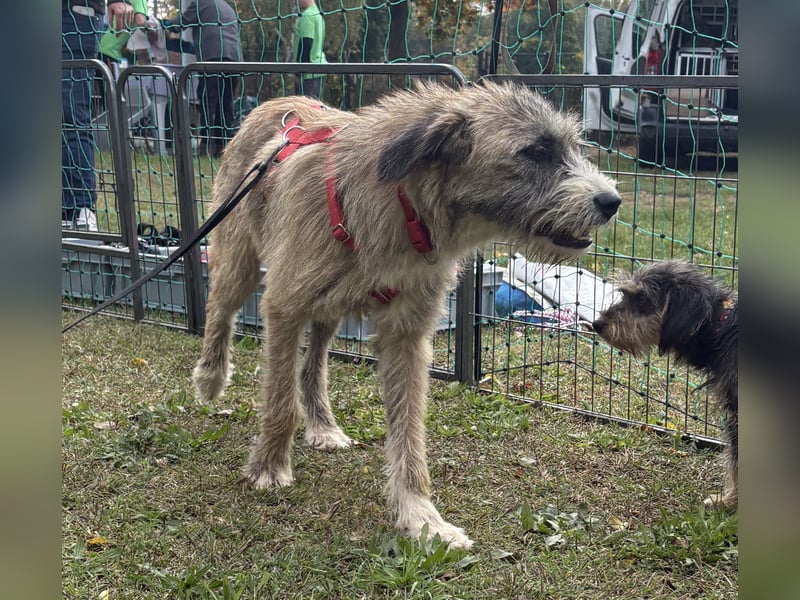 Dixy - ruhig und lernwillig - BEREITS IN DEUTSCHLAND