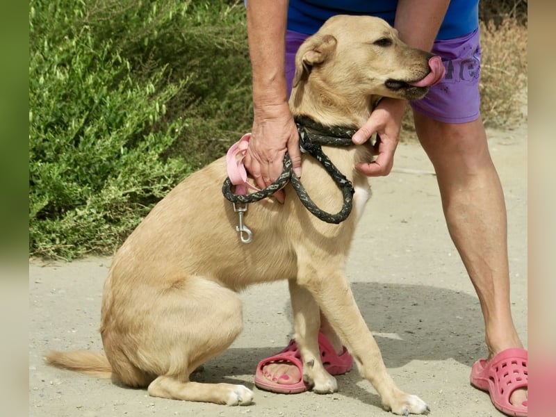 Chachi, gut verträglich, lernwillig, aufgeweckt