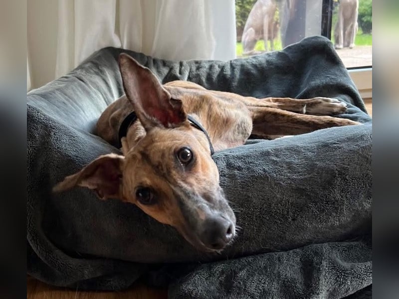 Pandorra - liebevoll und freundlich - BEREITS IN DEUTSCHLAND