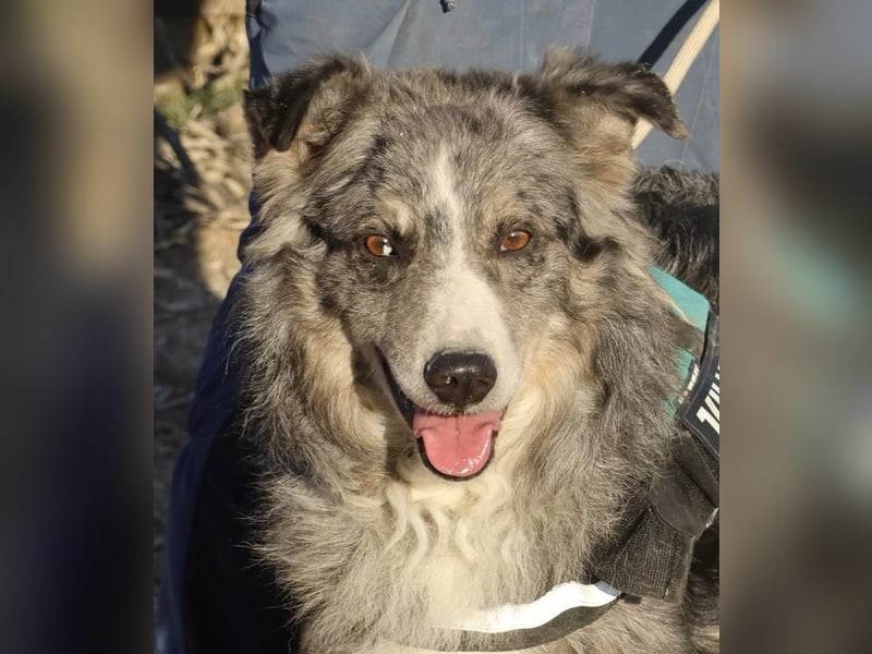 Duque - familiengeeignet, freundlich und zutraulich / BEREITS IN DEUTSCHLAND