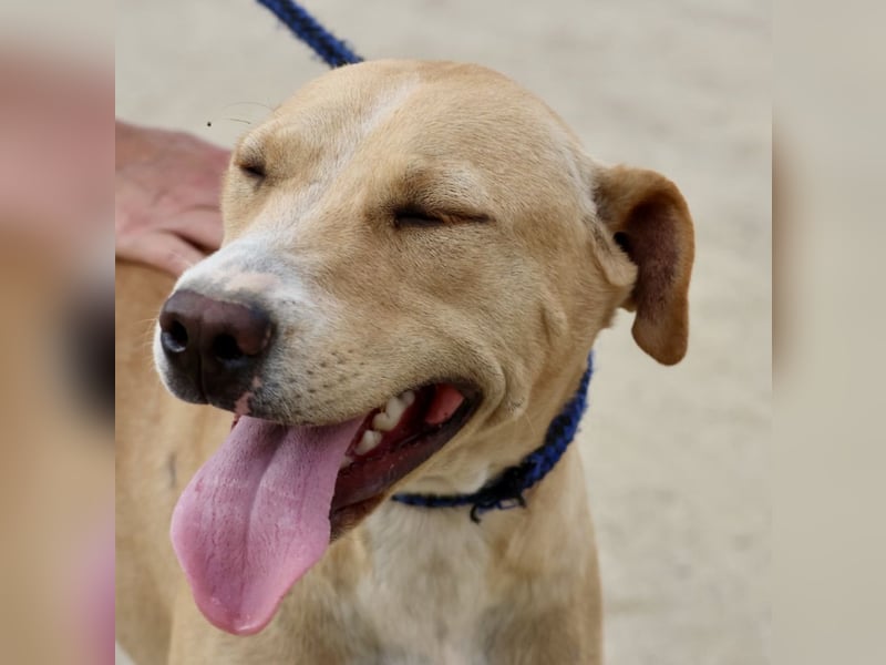 Lua, sportlich, gelehrig, aufgeschlossen