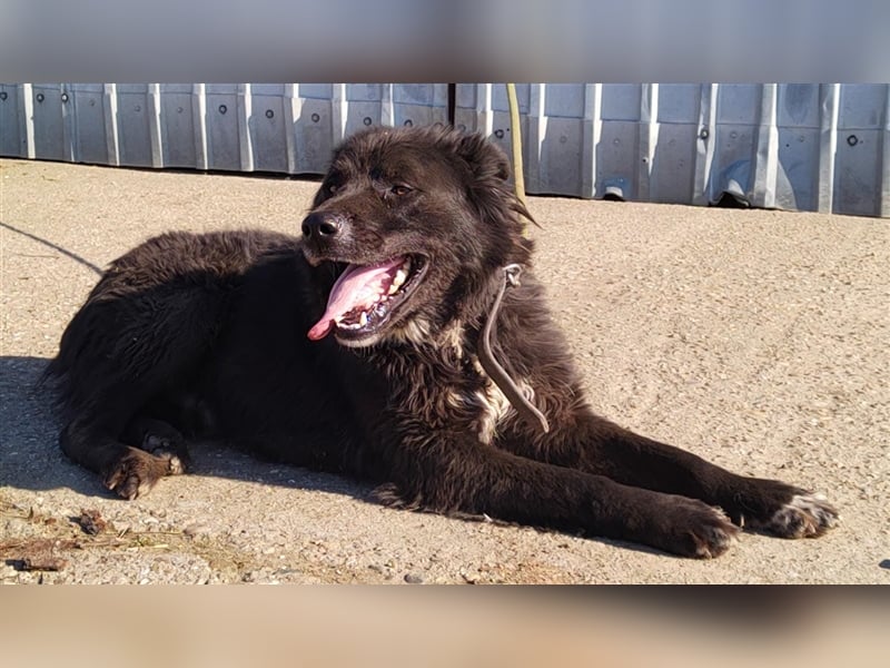 Boris - verschmust und freundlich