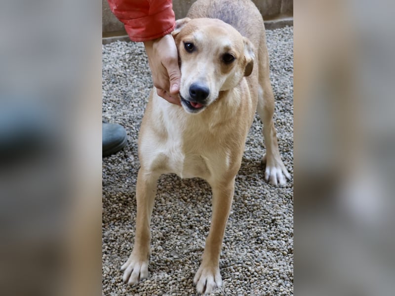 Lolita, zurückhaltend, freundlich, gut sozialisiert