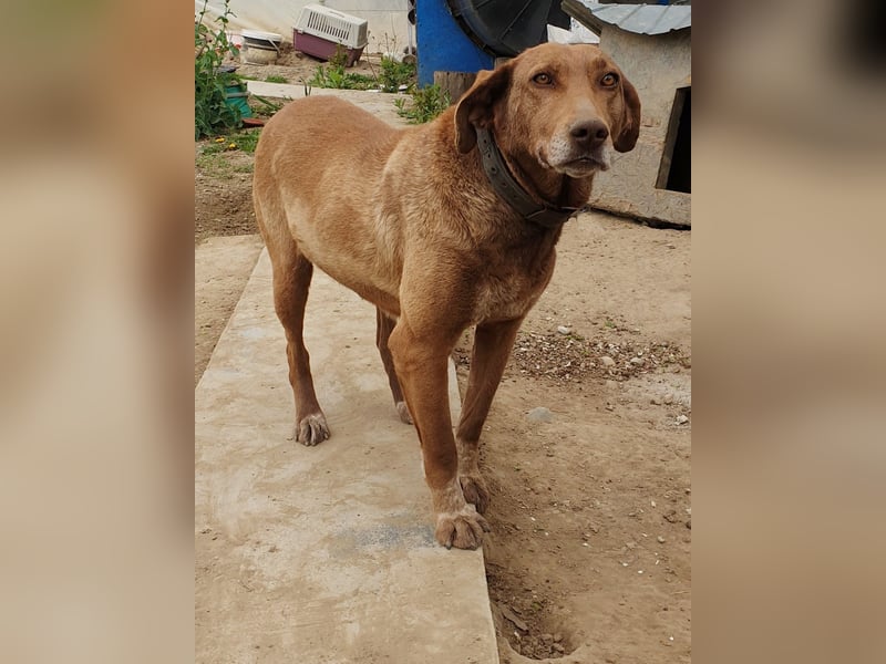 Angelica - entspannt und freundlich