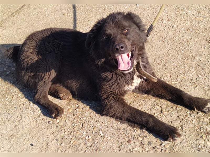 Boris - verschmust und freundlich