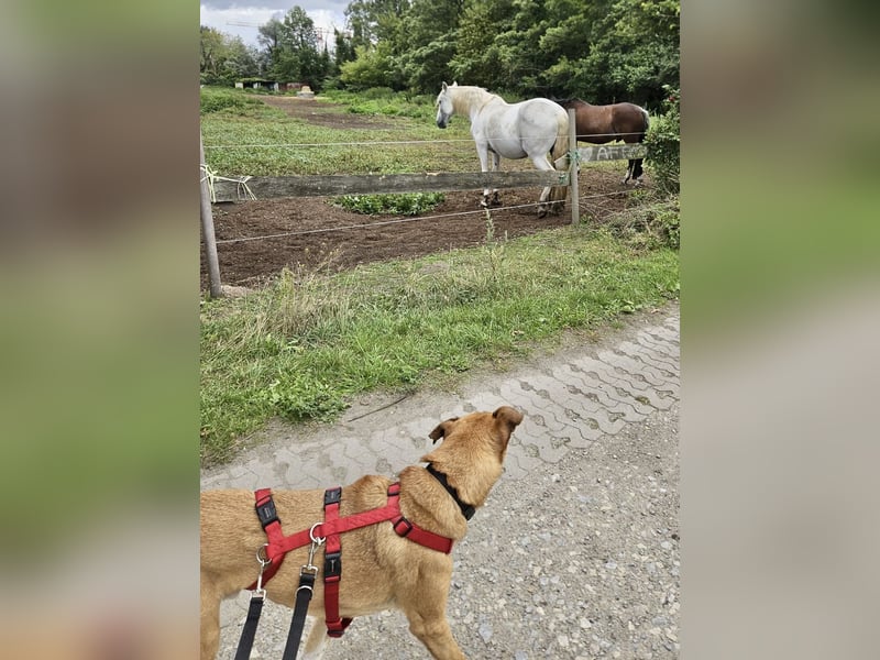 Huesos, menschenbezogen, neugierig, lernfreudig - bereits in Deutschland