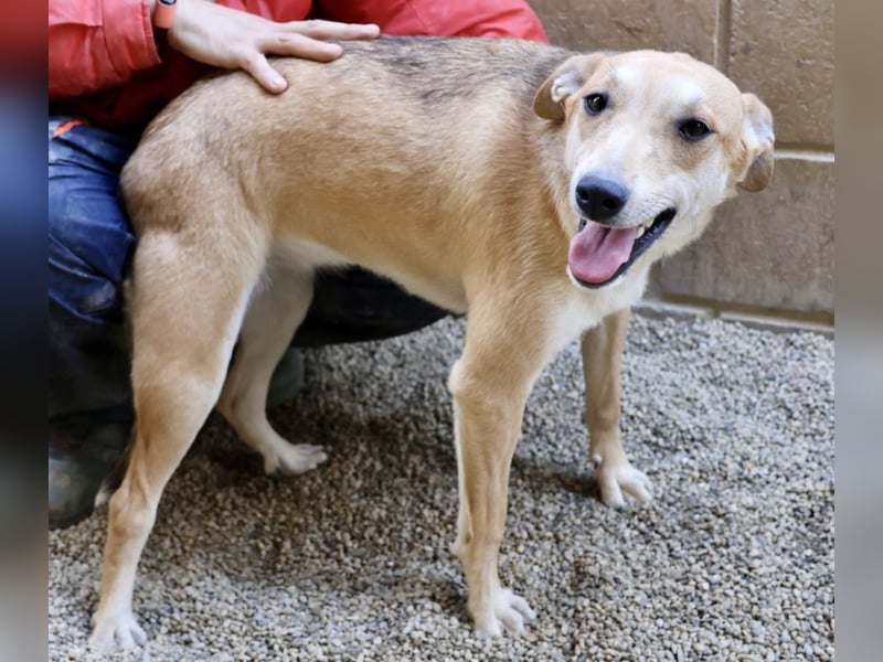 Lolita, zurückhaltend, freundlich, gut sozialisiert