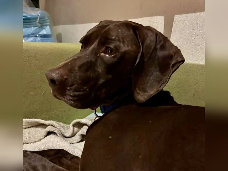 Asia, vorsichtig, lernwillig, gut sozialisiert - bereits in Deutschland