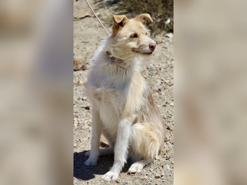 Julio, neugierig, verspielt, gelehrig