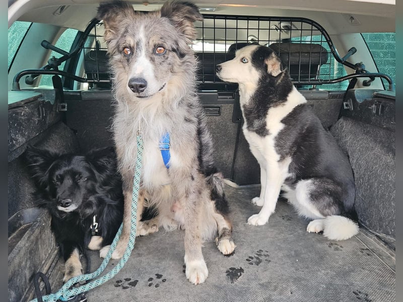 Duque - familiengeeignet, freundlich und zutraulich / BEREITS IN DEUTSCHLAND