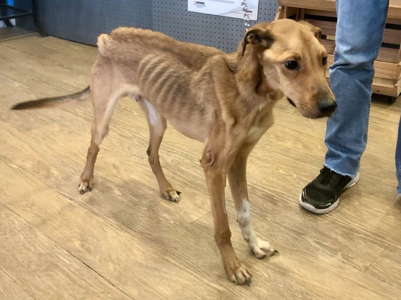 Huesos,  aufgeschlossen, lernwillig, freundlich