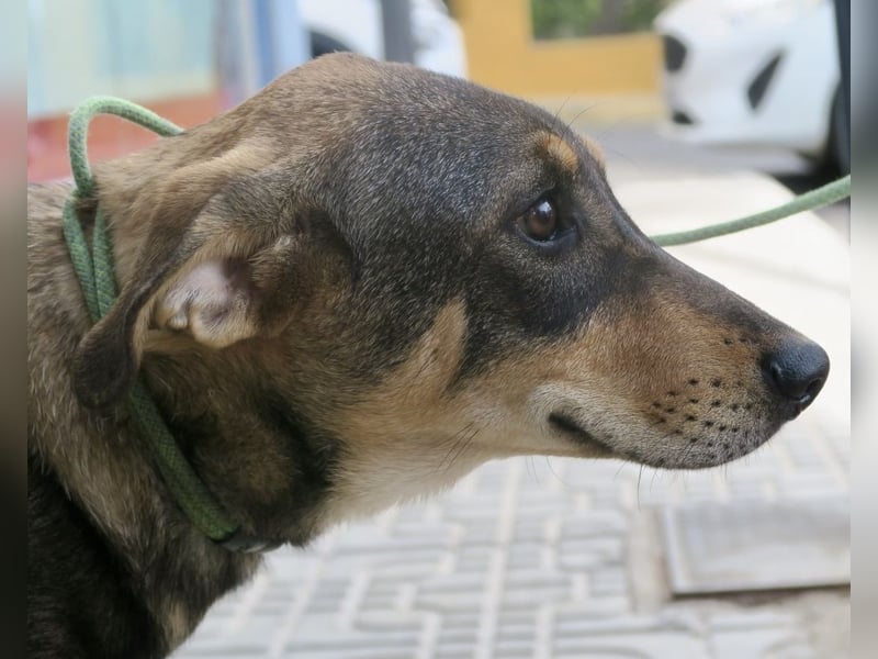 Larry, lernwillig, neugierig, sehr gut verträglich