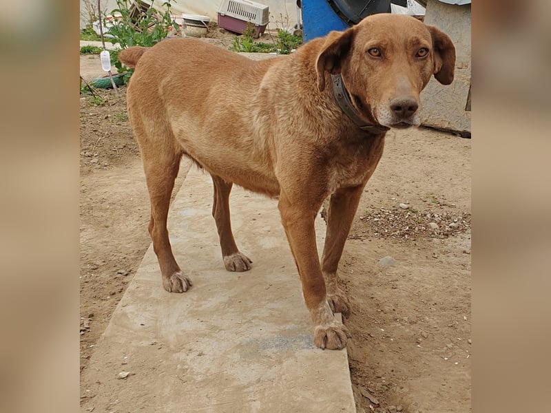 Angelica - entspannt und freundlich