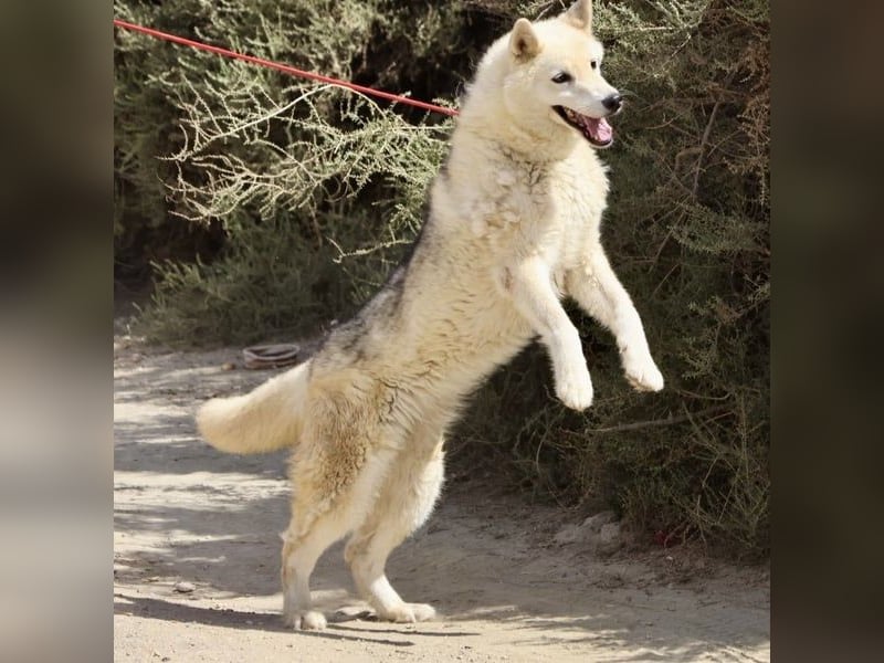 Afri, klug, menschenbezogen und sportlich