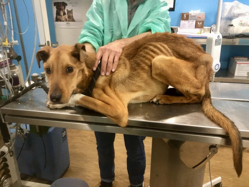 Huesos,  aufgeschlossen, lernwillig, freundlich