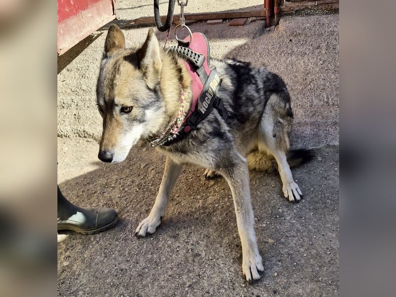 Loba, bewegunsgfreudig, klug, offen