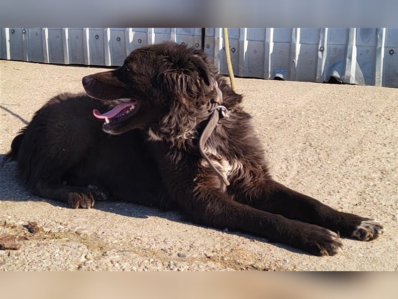 Boris - verschmust und freundlich