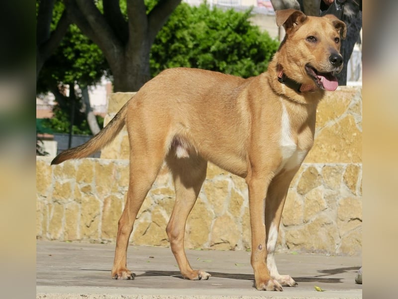 Huesos,  aufgeschlossen, lernwillig, freundlich