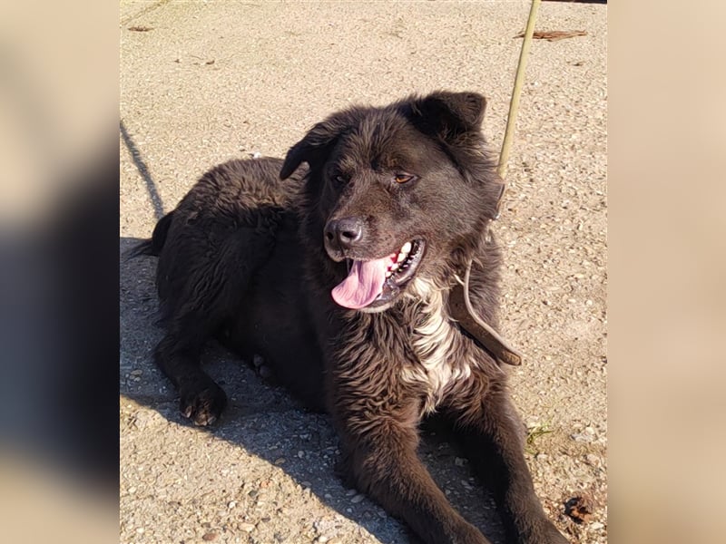 Boris - verschmust und freundlich