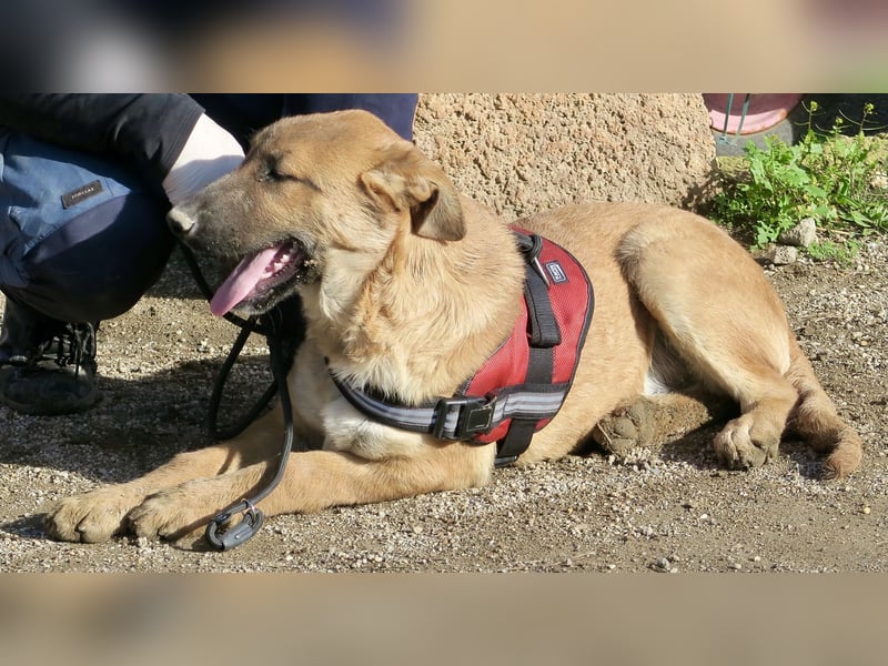 Dionisio - streichelfreund, zutraulich und verspielt