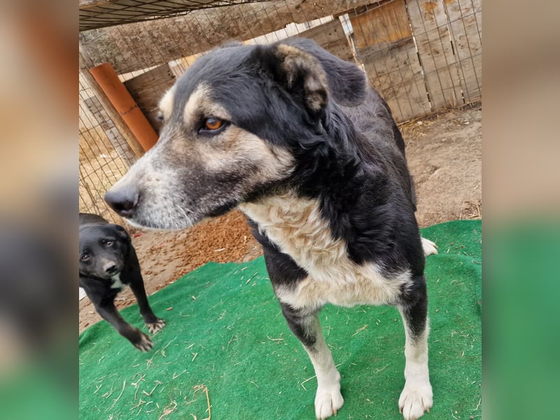 Ronnie - freundlich und verschmust