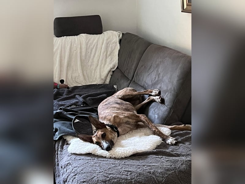 Pandorra - liebevoll und freundlich - BEREITS IN DEUTSCHLAND