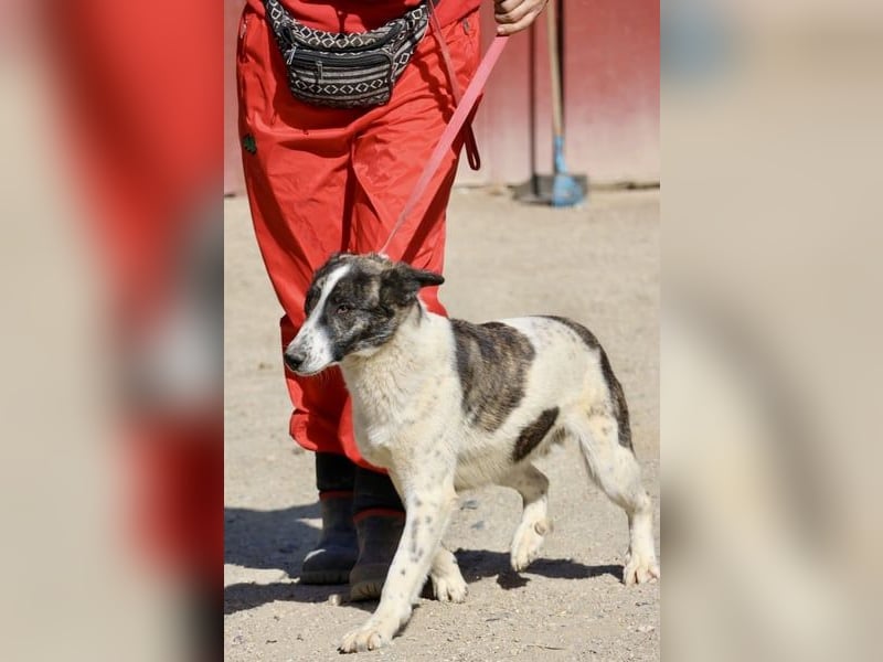 Rodolfo, vorsichtig, gut sozialisiert, freundlich