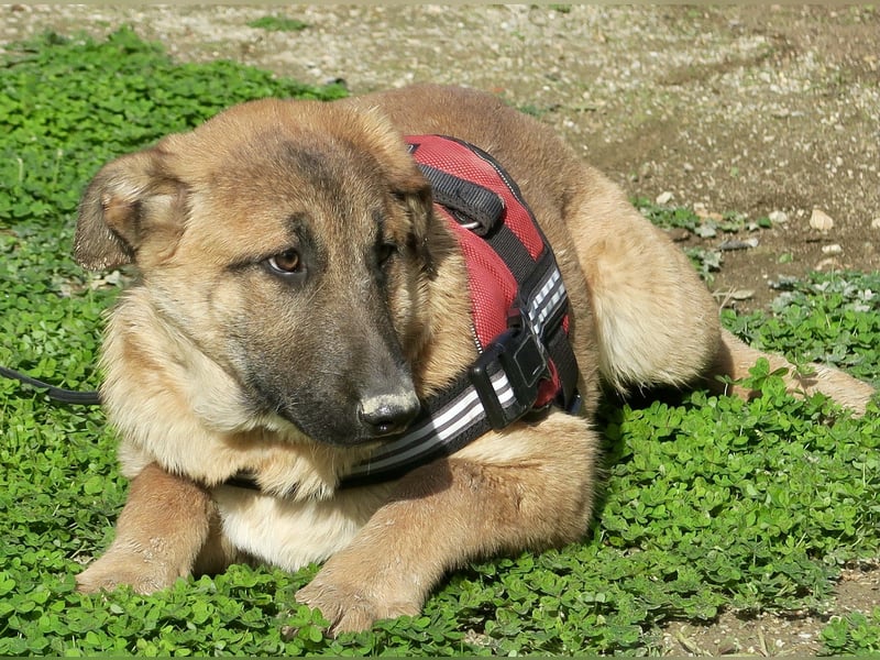 Afrodita - freundlich, zutraulich und lernwillig