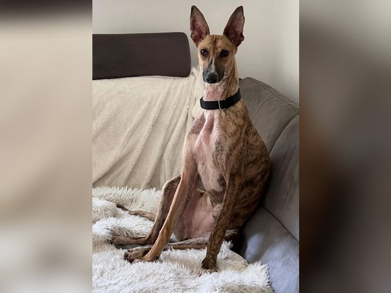 Pandorra - liebevoll und freundlich - BEREITS IN DEUTSCHLAND