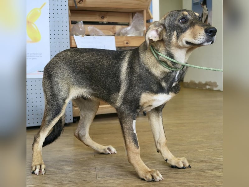 Larry, lernwillig, neugierig, sehr gut verträglich