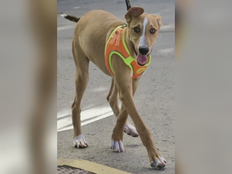 Guardian, aufgeschlossen, freundlich, unternehmungslustig