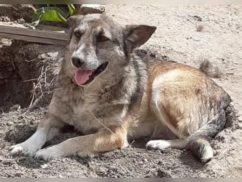 Sirius - ruhig und freundlich