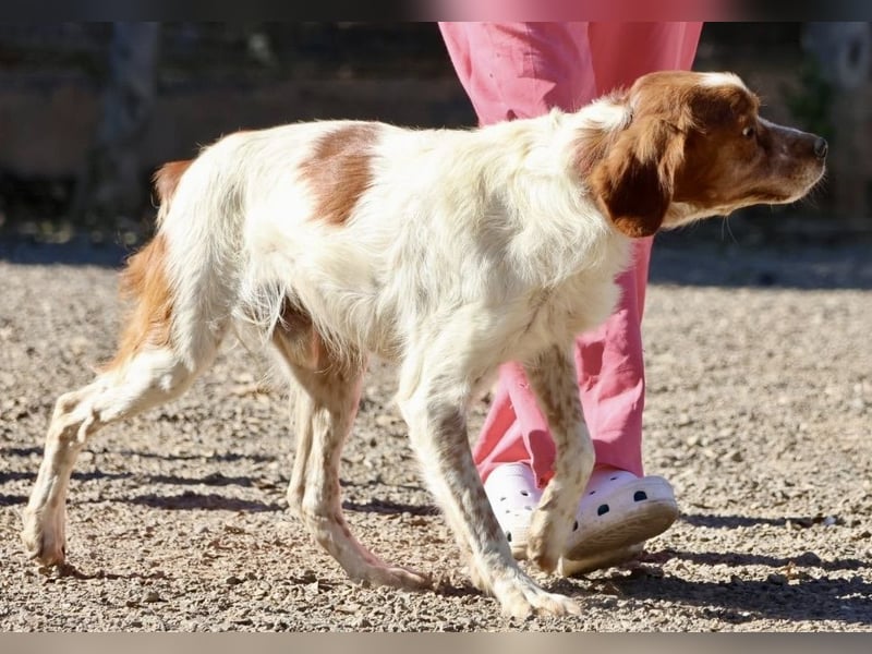 Breton, menschenbezogen, klug, verträglich