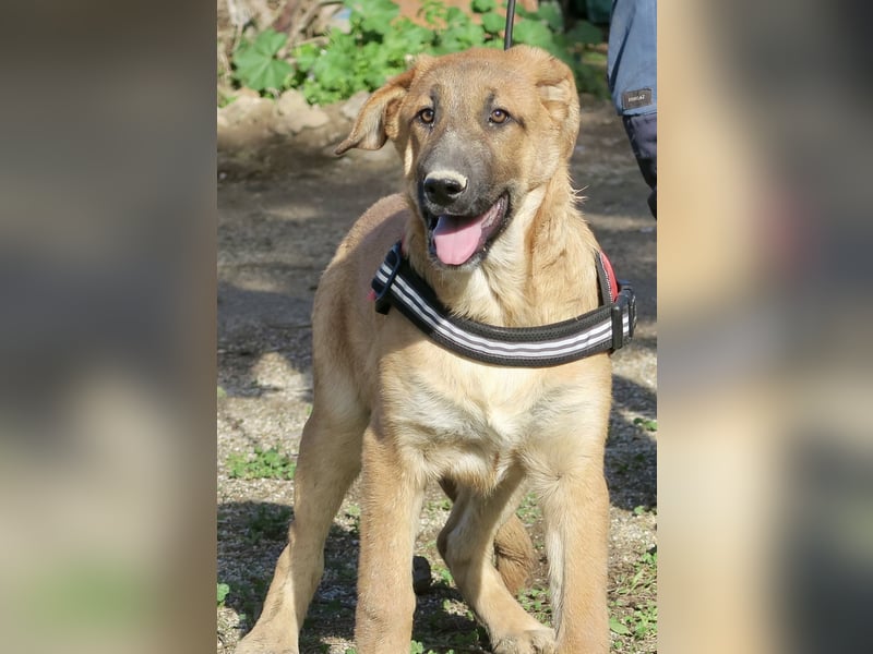 Dionisio - streichelfreund, zutraulich und verspielt