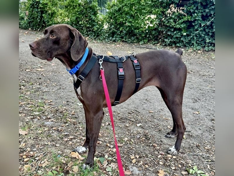 Asia, vorsichtig, lernwillig, gut sozialisiert - bereits in Deutschland