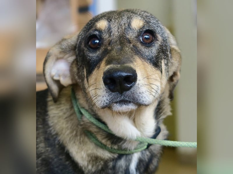 Larry, lernwillig, neugierig, sehr gut verträglich