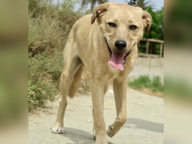 Chachi, gut verträglich, lernwillig, aufgeweckt