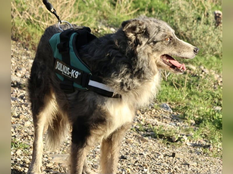 Duque - familiengeeignet, freundlich und zutraulich / BEREITS IN DEUTSCHLAND