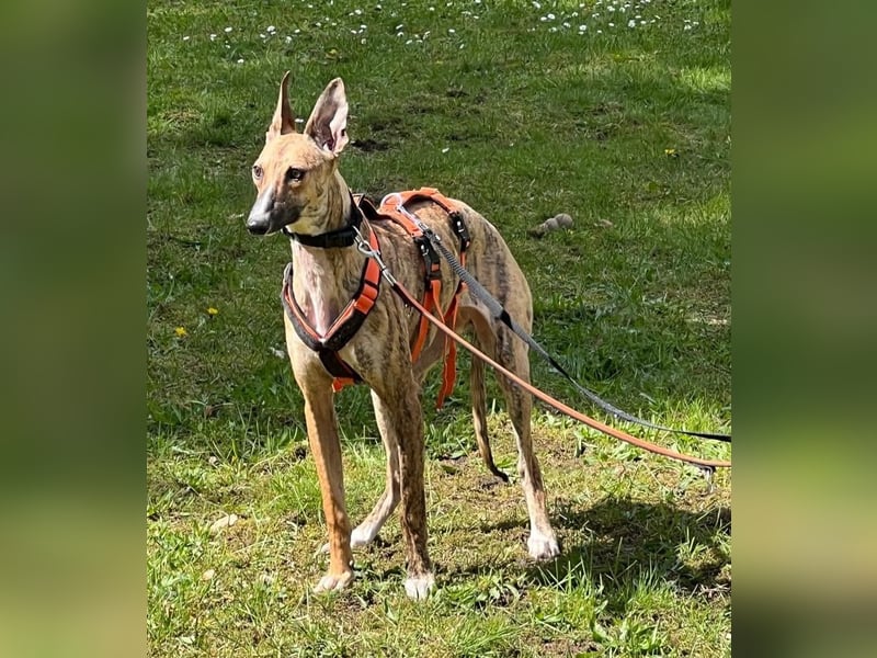 Pandorra - liebevoll und freundlich - BEREITS IN DEUTSCHLAND