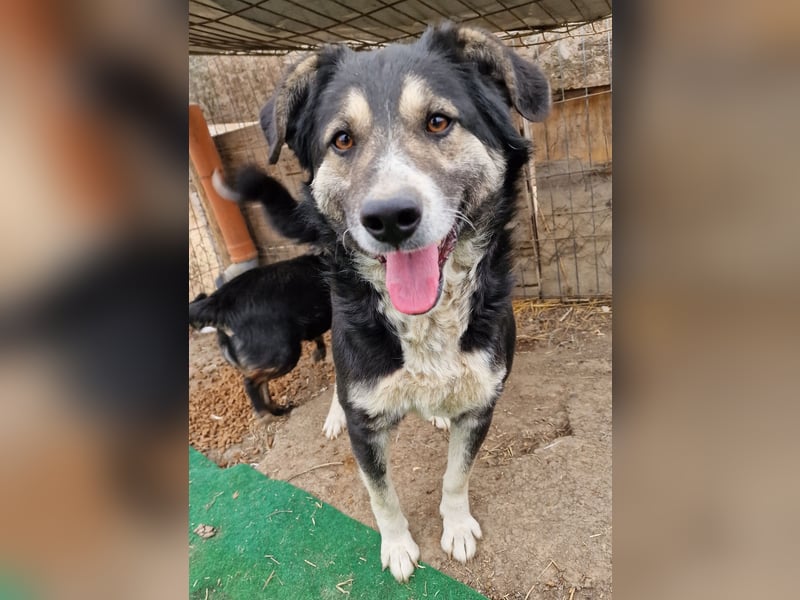 Ronnie - freundlich und verschmust