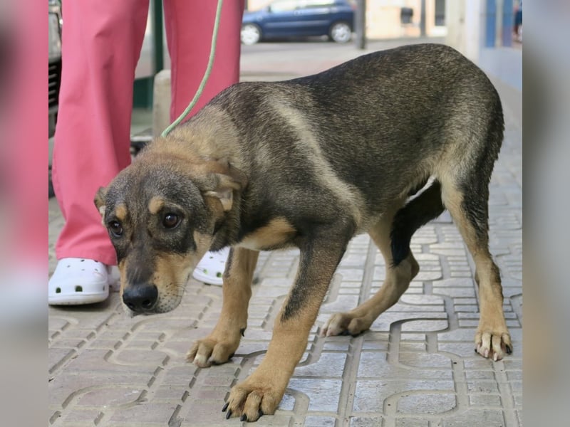Larry, lernwillig, neugierig, sehr gut verträglich