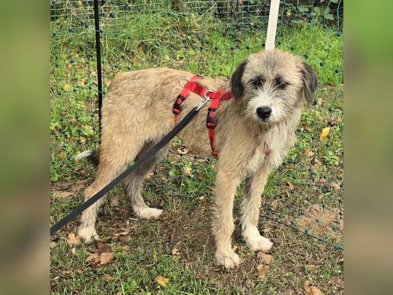 Dixy - verträglich und lernwillig