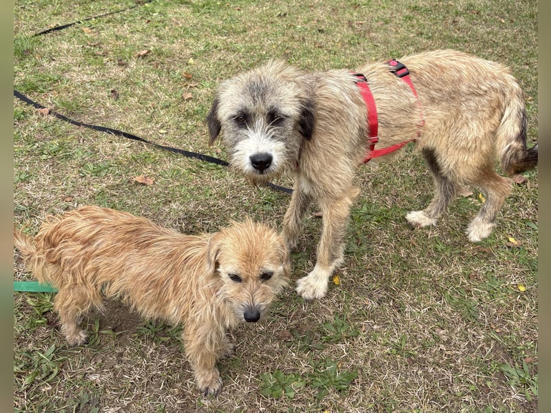 Dixy - lernwillig und leinenführig - BEREITS IN DEUTSCHLAND