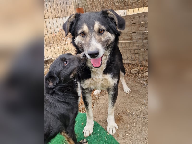 Ronnie - freundlich und verschmust