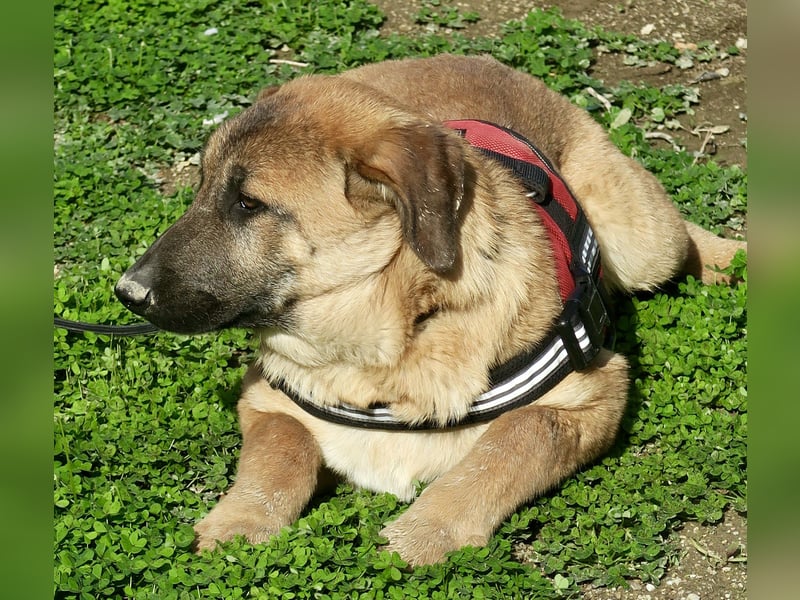 Afrodita - freundlich, zutraulich und lernwillig