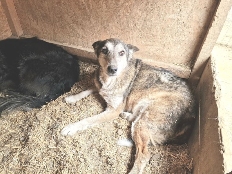 Sirius - ruhig und freundlich