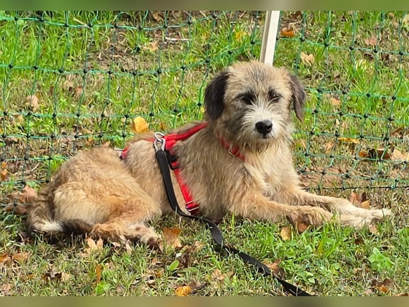 Dixy - lernwillig und leinenführig - BEREITS IN DEUTSCHLAND